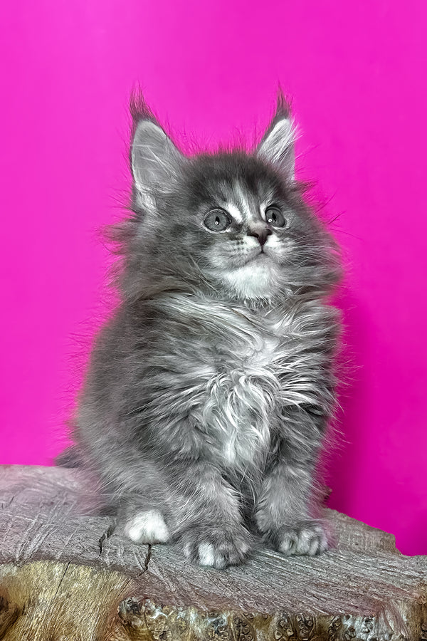 Ivanna | Maine Coon Kitten