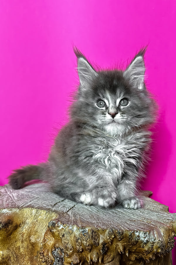 Ivanna | Maine Coon Kitten