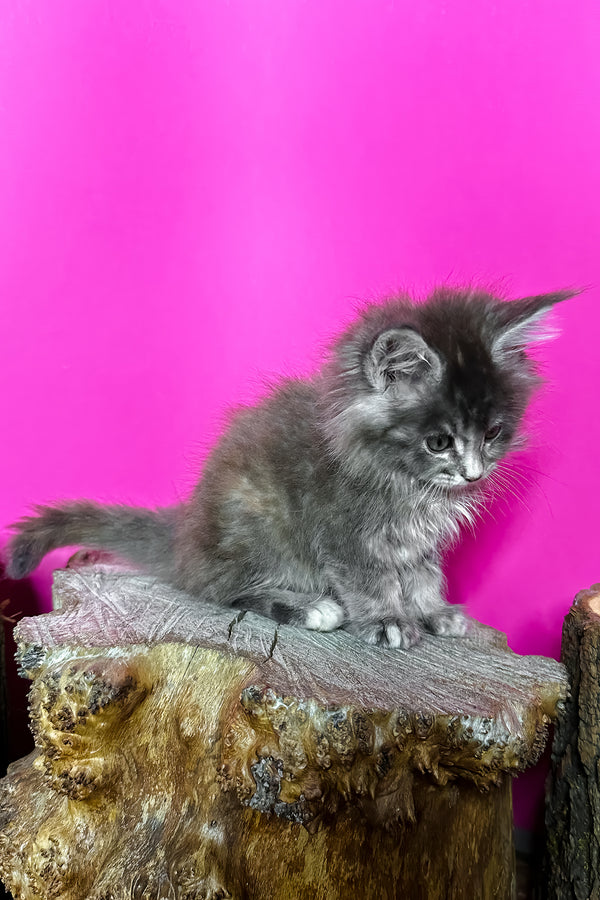 Ivanna | Maine Coon Kitten