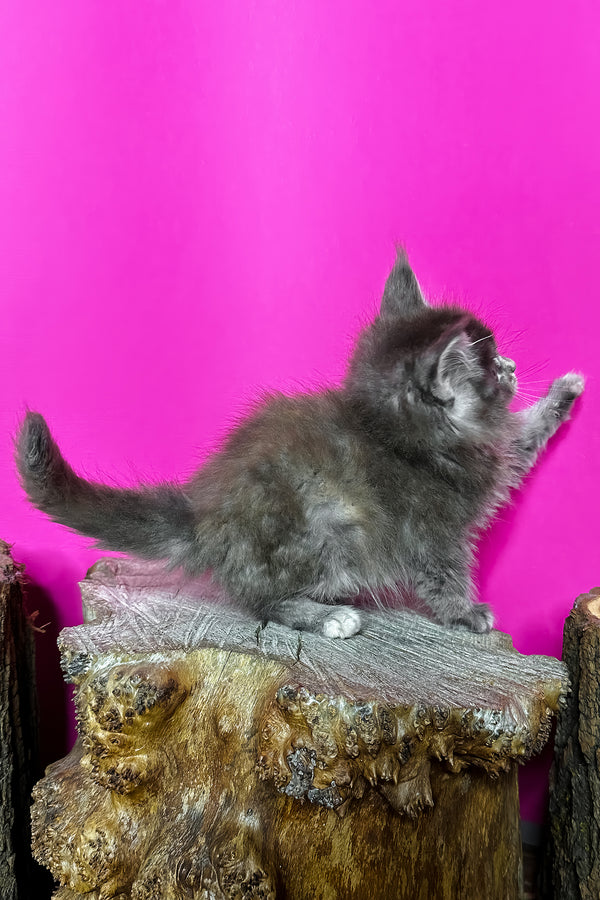 Ivanna | Maine Coon Kitten