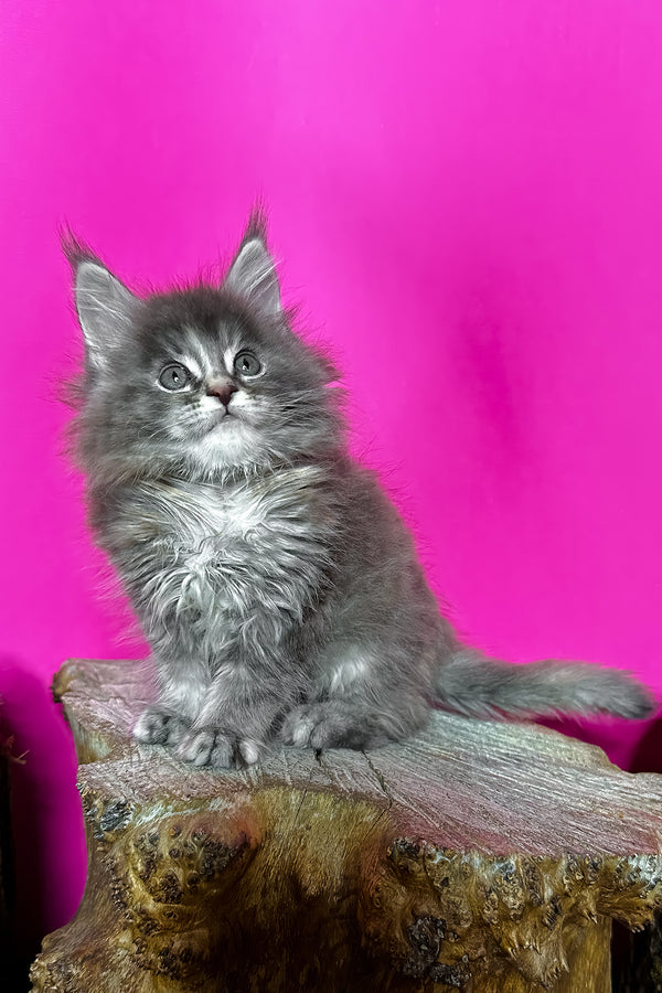 Ivanna | Maine Coon Kitten