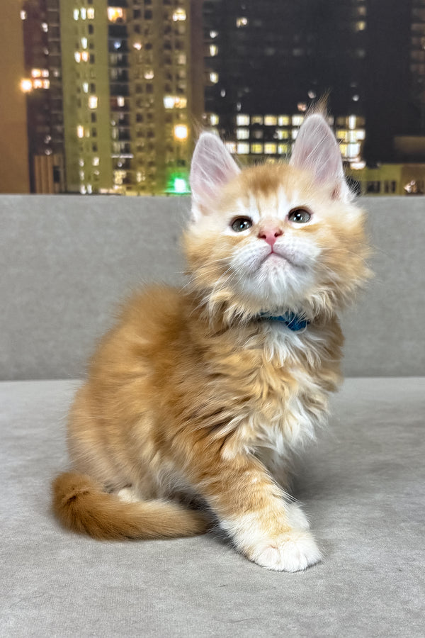 Jean | Maine Coon Kitten