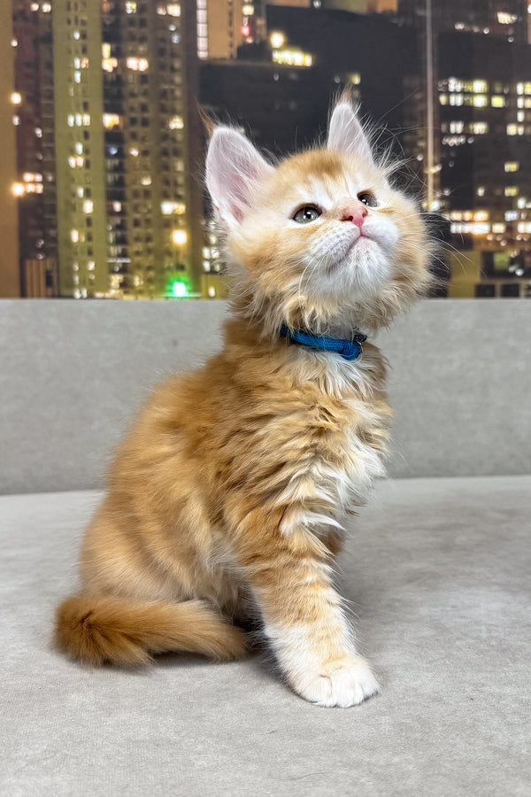 Jean | Maine Coon Kitten