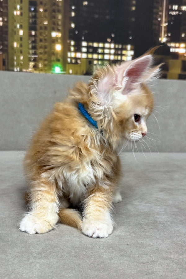 Jean | Maine Coon Kitten