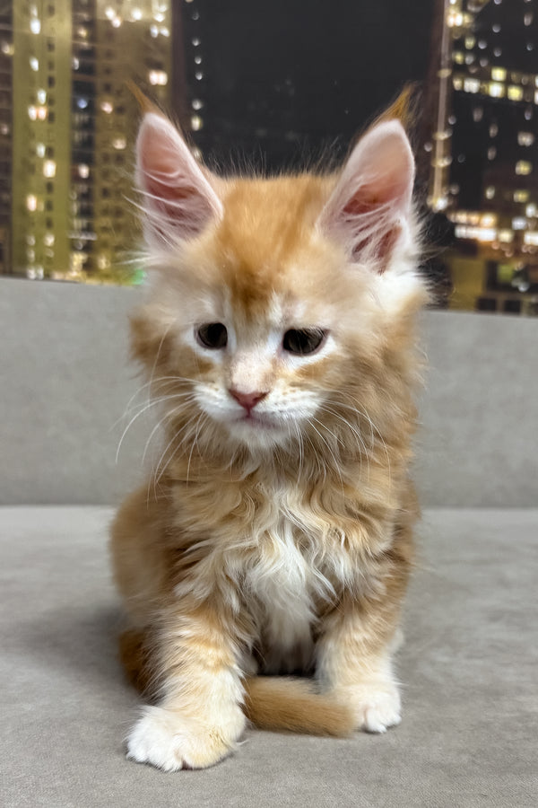 Jean | Maine Coon Kitten