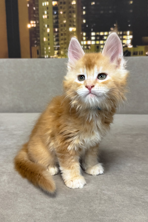 Jean | Maine Coon Kitten
