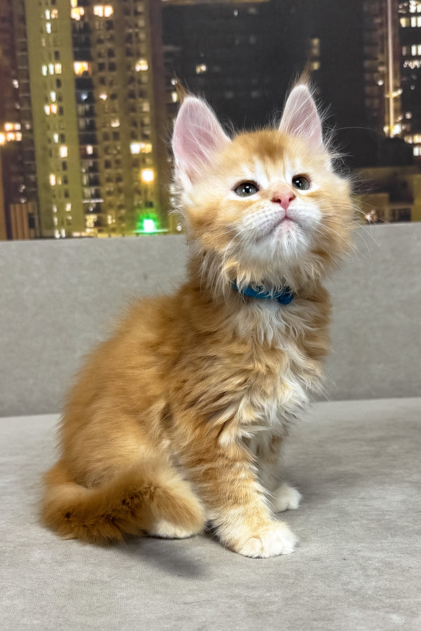 Jean | Maine Coon Kitten