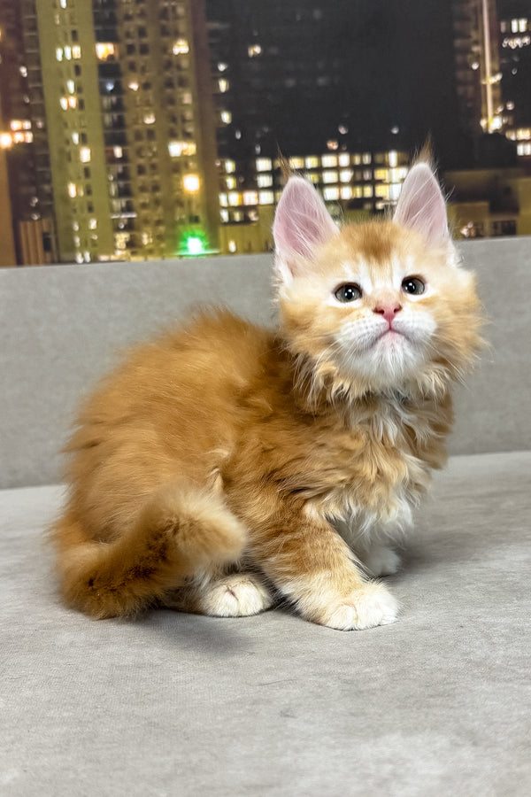 Jean | Maine Coon Kitten