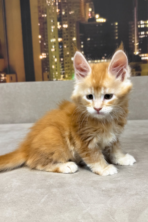 Jean | Maine Coon Kitten