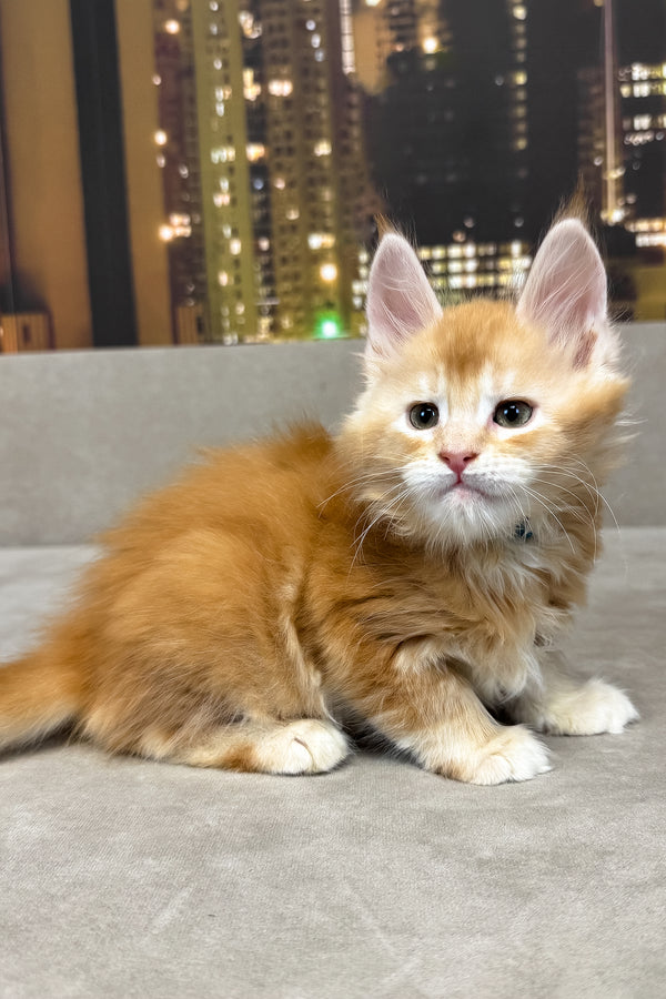 Jean | Maine Coon Kitten