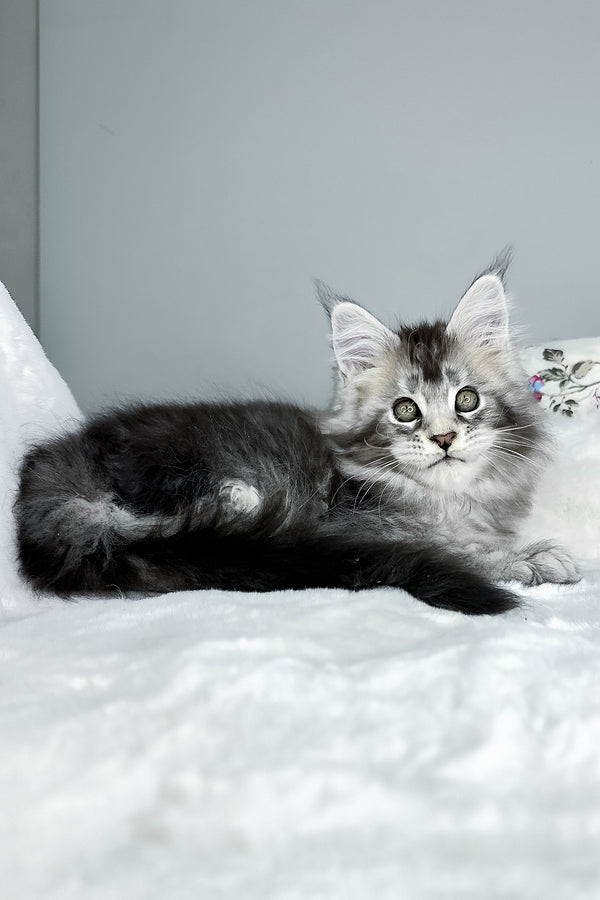 Julian | Polydactyl Maine Coon Kitten