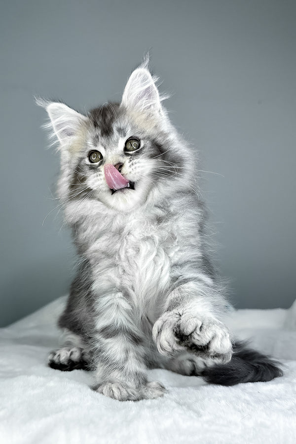 Julian | Polydactyl Maine Coon Kitten