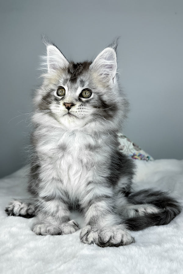 Julian | Polydactyl Maine Coon Kitten