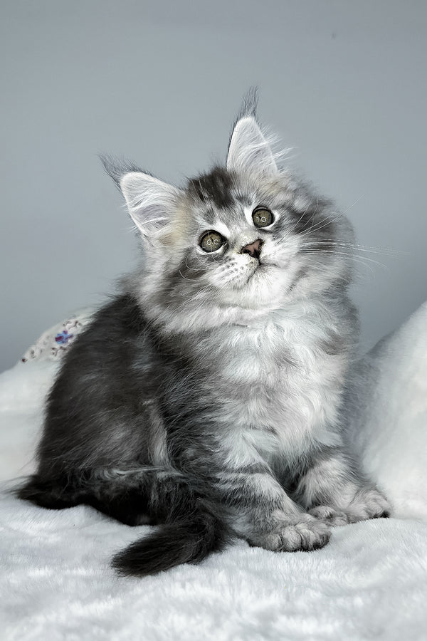 Julian | Polydactyl Maine Coon Kitten