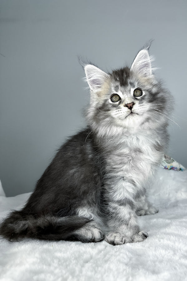 Julian | Polydactyl Maine Coon Kitten