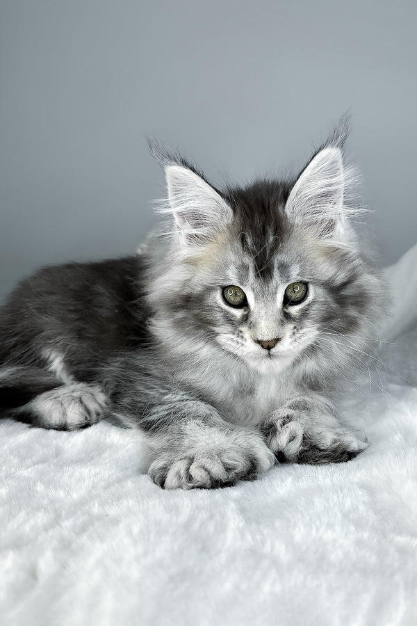 Julian | Polydactyl Maine Coon Kitten