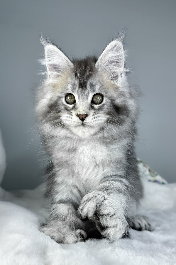 Julian | Polydactyl Maine Coon Kitten
