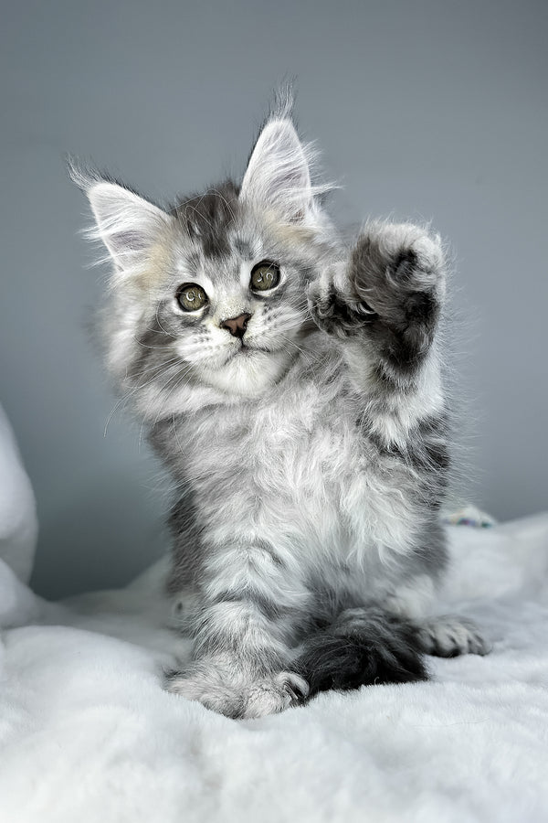 Julian | Polydactyl Maine Coon Kitten