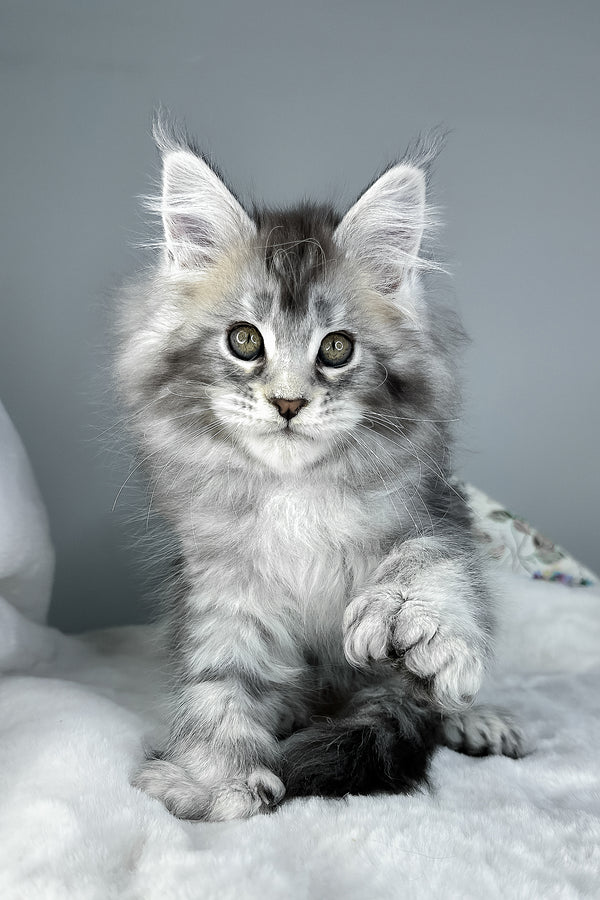 Julian | Polydactyl Maine Coon Kitten