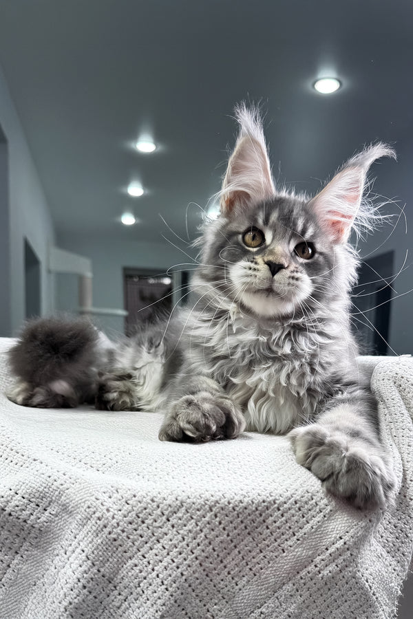 Karate | Polydactyl Maine Coon Kitten