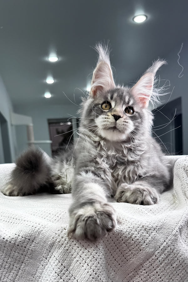 Karate | Polydactyl Maine Coon Kitten