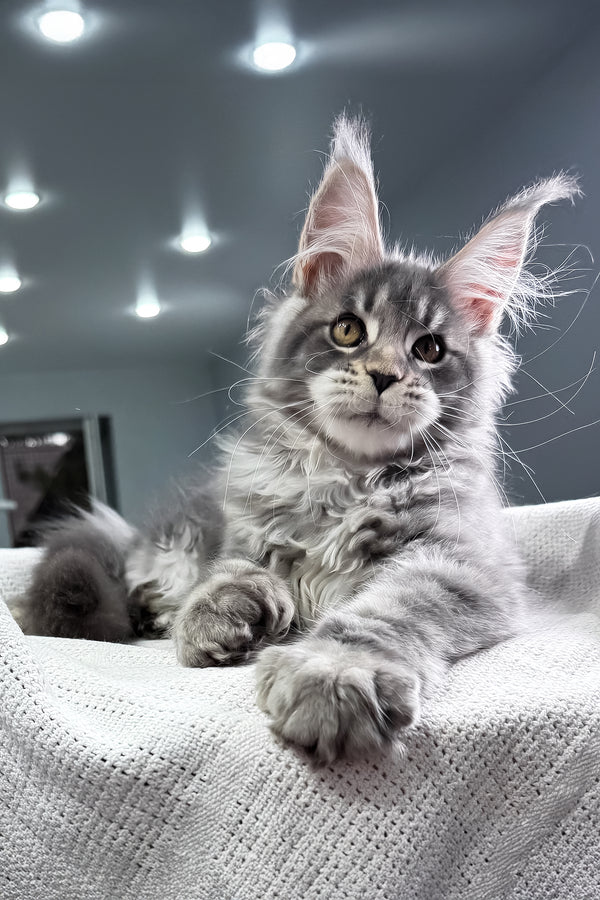 Karate | Polydactyl Maine Coon Kitten