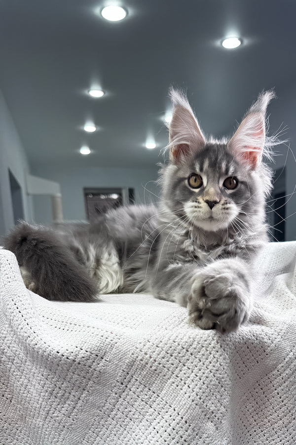 Karate | Polydactyl Maine Coon Kitten