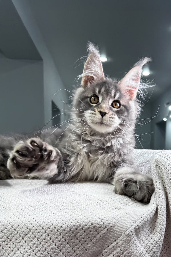 Karate | Polydactyl Maine Coon Kitten