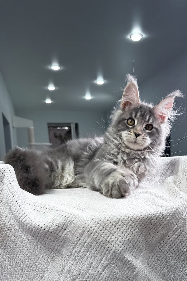 Karate | Polydactyl Maine Coon Kitten
