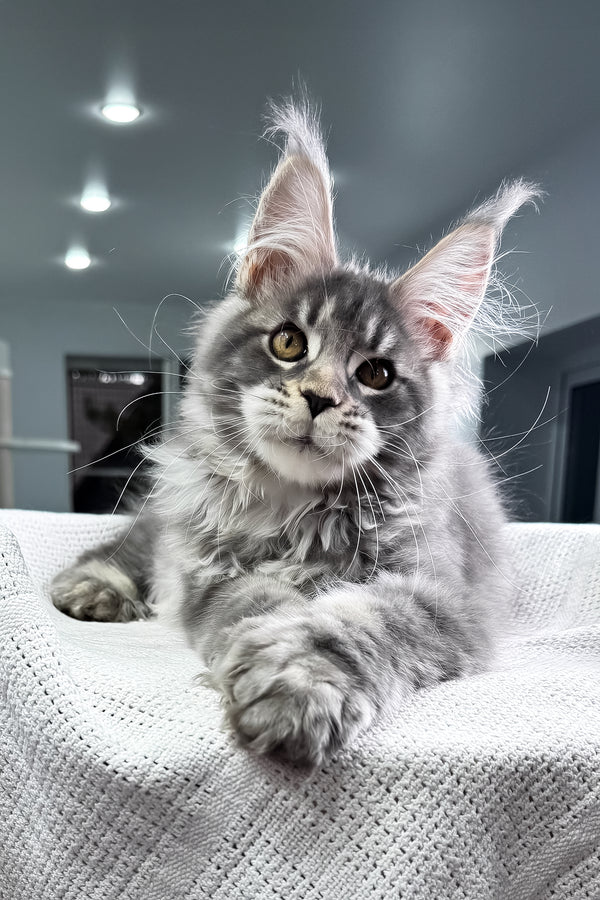Karate | Polydactyl Maine Coon Kitten