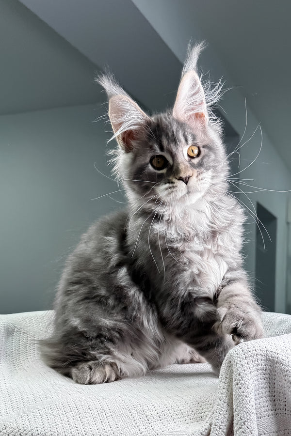 Karate | Polydactyl Maine Coon Kitten