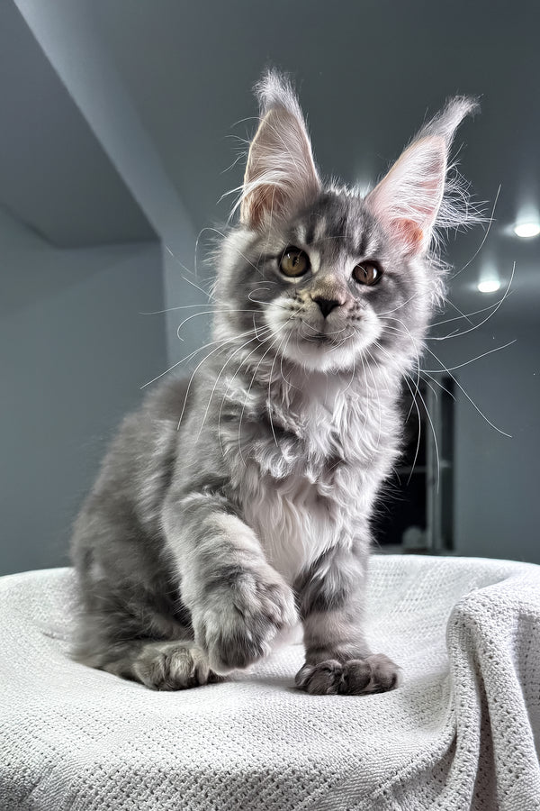 Karate | Polydactyl Maine Coon Kitten