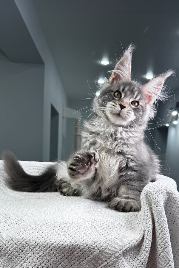 Karate | Polydactyl Maine Coon Kitten