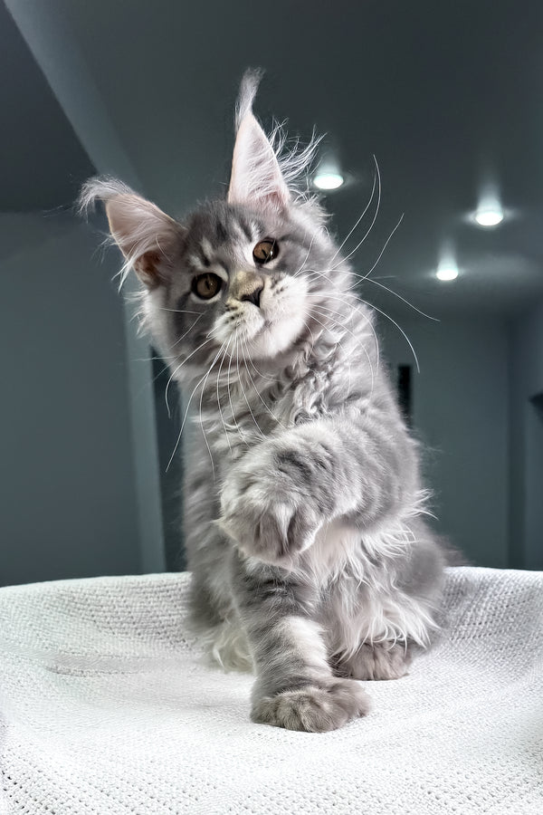 Karate | Polydactyl Maine Coon Kitten
