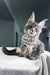 Karate | Polydactyl Maine Coon Kitten