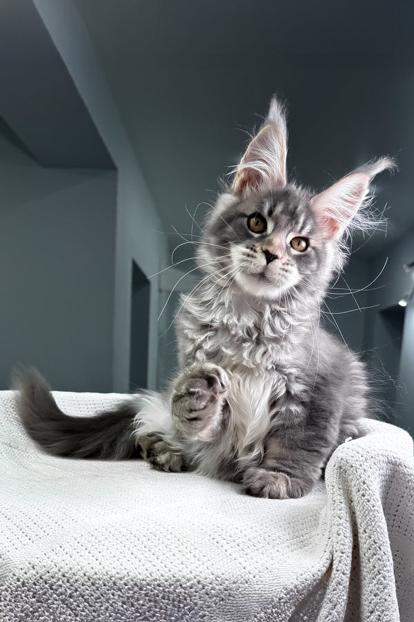 Karate | Polydactyl Maine Coon Kitten