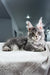 Karate | Polydactyl Maine Coon Kitten