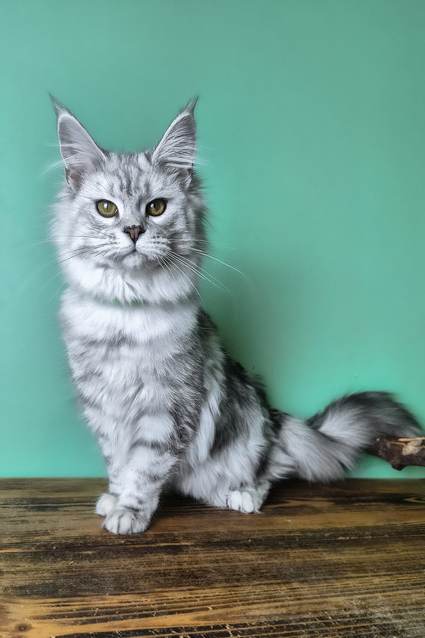 Kassi | Maine Coon Kitten