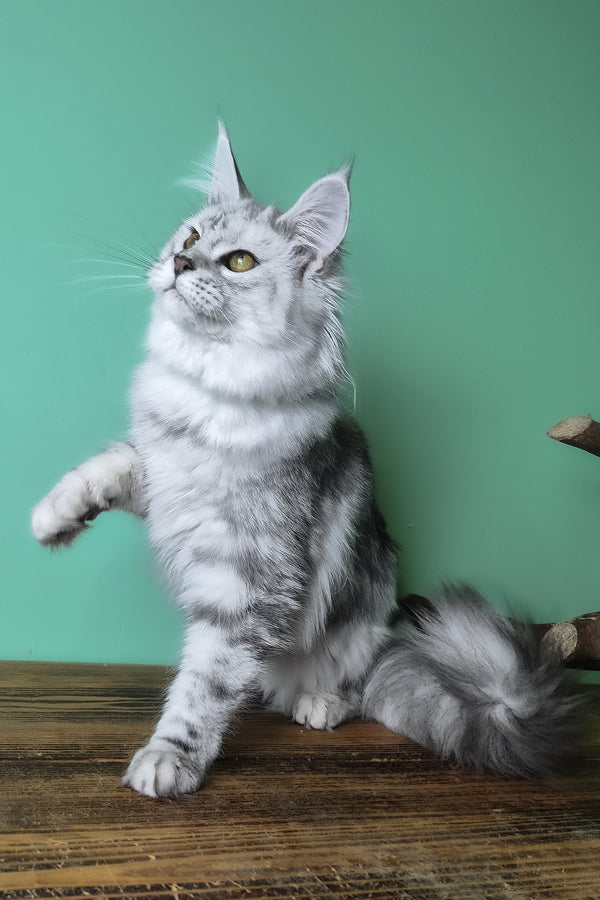 Kassi | Maine Coon Kitten