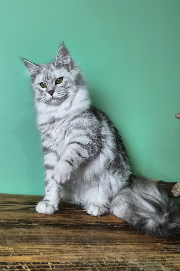 Kassi | Maine Coon Kitten
