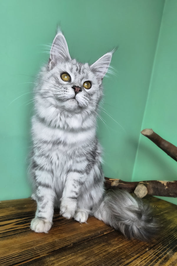 Kassi | Maine Coon Kitten