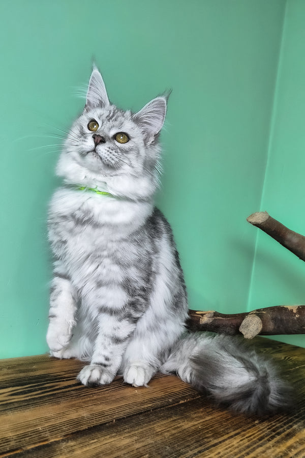 Kassi | Maine Coon Kitten