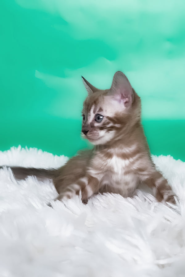 Kelly | Bengal Kitten