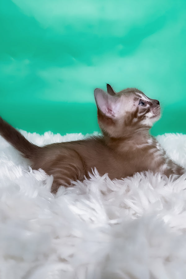 Kelly | Bengal Kitten