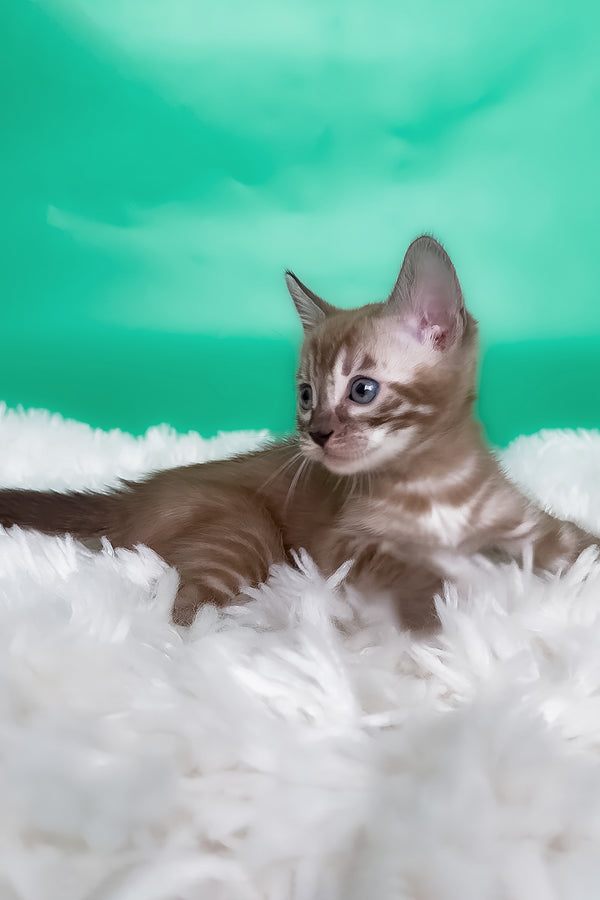 Kelly | Bengal Kitten