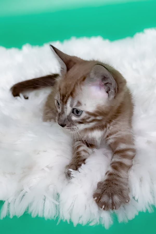 Kelly | Bengal Kitten