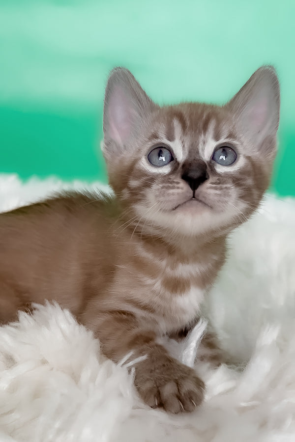 Kelly | Bengal Kitten