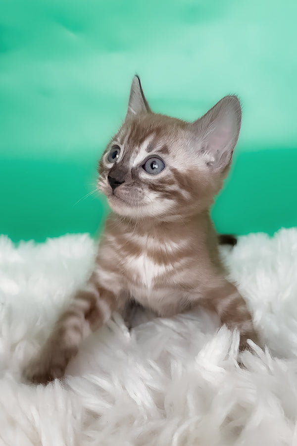 Kelly | Bengal Kitten