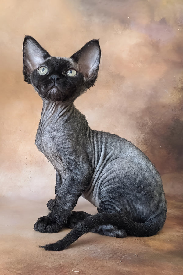 King | Devon Rex Kitten