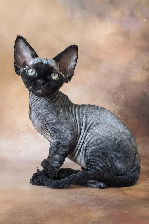 King | Devon Rex Kitten